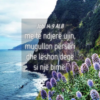 Picture 04 - Jobi 14:9 ALB - me të ndjerë ujin, mugullon përsëri dhe - Bible Verse Picture