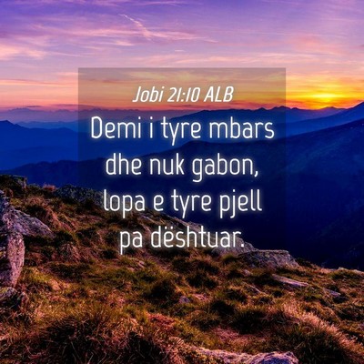 Picture 04 - Jobi 21:10 ALB - Demi i tyre mbars dhe nuk gabon, lopa e tyre - Bible Verse Picture