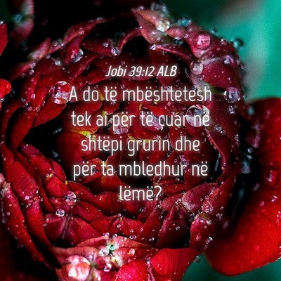 Picture 04 - Jobi 39:12 ALB - A do të mbështetesh tek ai për të çuar në - Bible Verse Picture