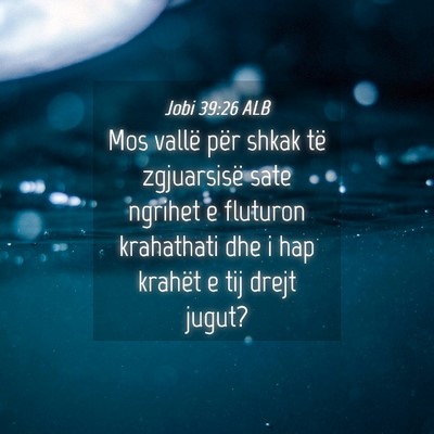 Picture 04 - Jobi 39:26 ALB - Mos vallë për shkak të zgjuarsisë sate - Bible Verse Picture