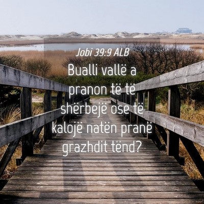 Picture 04 - Jobi 39:9 ALB - Bualli vallë a pranon të të shërbejë ose të - Bible Verse Picture