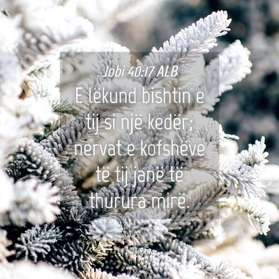 Picture 04 - Jobi 40:17 ALB - E lëkund bishtin e tij si një kedër; nervat e - Bible Verse Picture