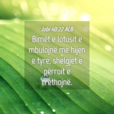 Picture 04 - Jobi 40:22 ALB - Bimët e lotusit e mbulojnë me hijen e tyre, - Bible Verse Picture