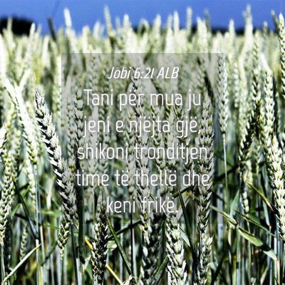 Picture 04 - Jobi 6:21 ALB - Tani për mua ju jeni e njëjta gjë, shikoni - Bible Verse Picture