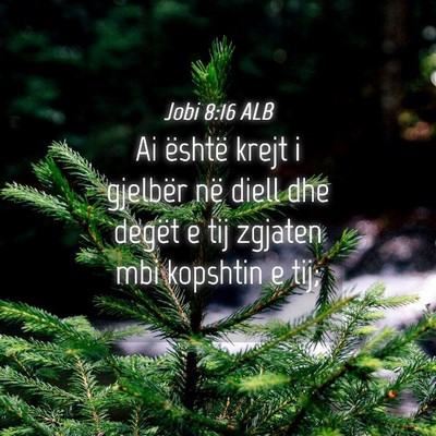 Picture 04 - Jobi 8:16 ALB - Ai është krejt i gjelbër në diell dhe degët - Bible Verse Picture