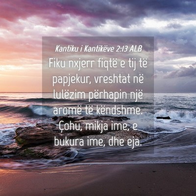 Picture 04 - Kantiku i Kantikëve 2:13 ALB - Fiku nxjerr fiqtë e tij të papjekur, vreshtat - Bible Verse Picture