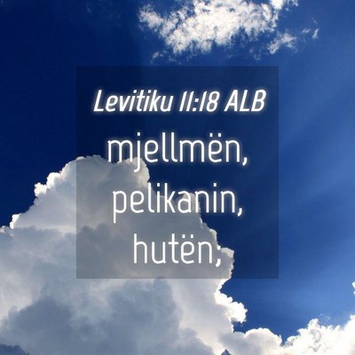 Picture 04 - Levitiku 11:18 ALB - mjellmën, pelikanin, - Bible Verse Picture