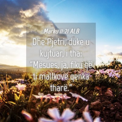 Picture 04 - Marku 11:21 ALB - Dhe Pjetri, duke u kujtuar, i tha: “Mësues, - Bible Verse Picture
