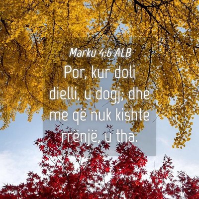 Picture 04 - Marku 4:6 ALB - Por, kur doli dielli, u dogj; dhe me që nuk - Bible Verse Picture