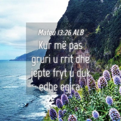 Picture 04 - Mateu 13:26 ALB - Kur më pas gruri u rrit dhe jepte fryt u duk - Bible Verse Picture