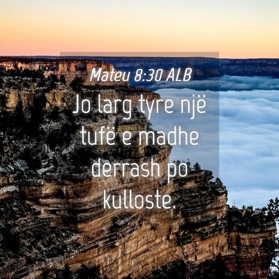 Picture 04 - Mateu 8:30 ALB - Jo larg tyre një tufë e madhe derrash po - Bible Verse Picture