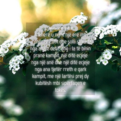 Picture 04 - Numrat 11:31 ALB - Atëherë u ngrit një erë me urdhër të Zotit - Bible Verse Picture