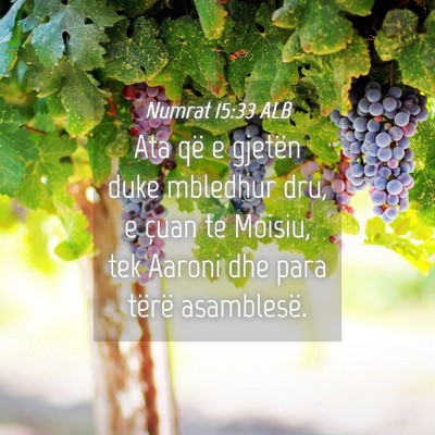 Picture 04 - Numrat 15:33 ALB - Ata që e gjetën duke mbledhur dru, e çuan te - Bible Verse Picture