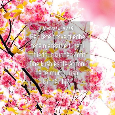 Picture 04 - Numrat 16:11 ALB - Për këtë arsye ti edhe tërë njerëzit e tu - Bible Verse Picture