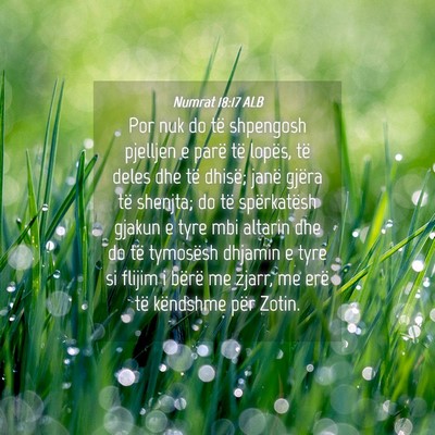 Picture 04 - Numrat 18:17 ALB - Por nuk do të shpengosh pjelljen e parë të - Bible Verse Picture