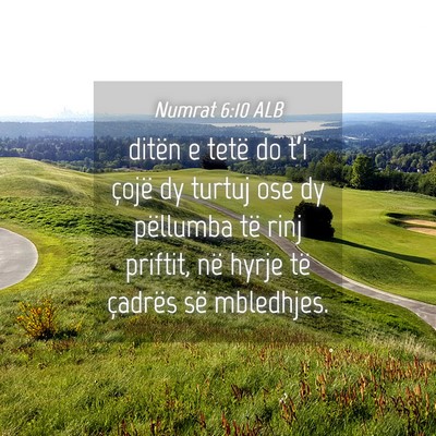 Picture 04 - Numrat 6:10 ALB - ditën e tetë do t’i çojë dy turtuj ose dy - Bible Verse Picture