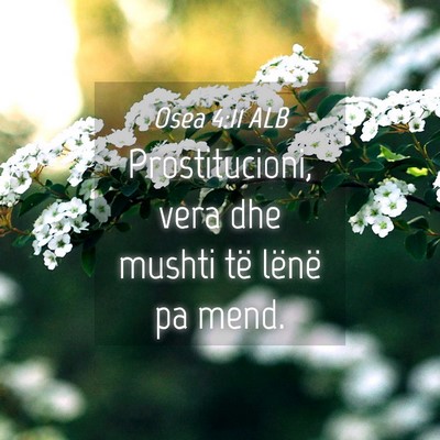 Picture 04 - Osea 4:11 ALB - Prostitucioni, vera dhe mushti të lënë pa - Bible Verse Picture