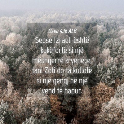 Picture 04 - Osea 4:16 ALB - Sepse Izraeli është kokëfortë si një - Bible Verse Picture