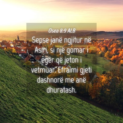 Picture 04 - Osea 8:9 ALB - Sepse janë ngjitur në Asiri, si një gomar i - Bible Verse Picture