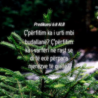 Picture 04 - Predikuesi 6:8 ALB - Ç’përfitim ka i urti mbi budallanë? - Bible Verse Picture