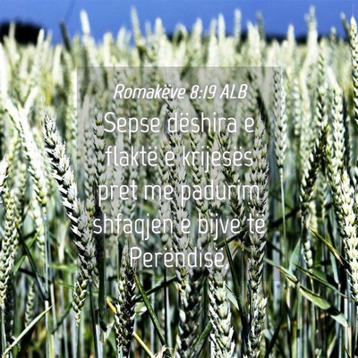 Picture 04 - Romakëve 8:19 ALB - Sepse dëshira e flaktë e krijesës pret me - Bible Verse Picture