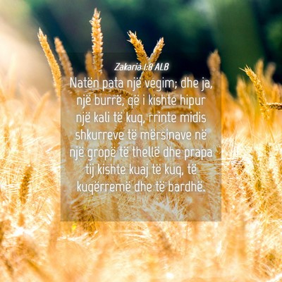 Picture 04 - Zakaria 1:8 ALB - Natën pata një vegim; dhe ja, një burrë, që - Bible Verse Picture