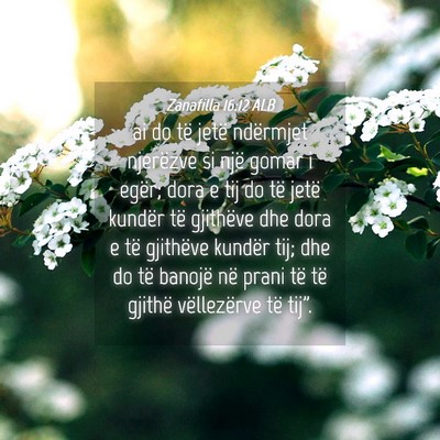 Picture 04 - Zanafilla 16:12 ALB - ai do të jetë ndërmjet njerëzve si një gomar - Bible Verse Picture