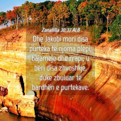 Picture 04 - Zanafilla 30:37 ALB - Dhe Jakobi mori disa purteka të njoma plepi, - Bible Verse Picture