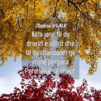 Picture 04 - Zbulesa 11:4 ALB - Këta janë të dy drurët e ullirit dhe të dy - Bible Verse Picture