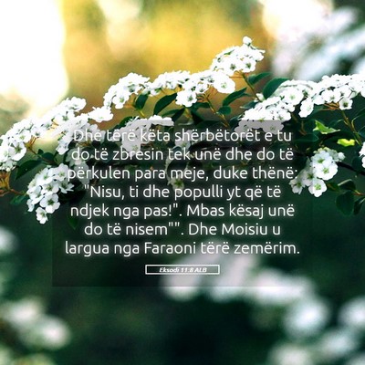 Picture 05 - Eksodi 11:8 ALB - Dhe tërë këta shërbëtorët e tu do të - Bible Verse Picture