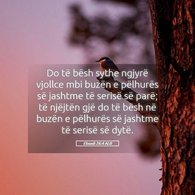 Picture 05 - Eksodi 26:4 ALB - Do të bësh sythe ngjyrë vjollce mbi buzën e - Bible Verse Picture