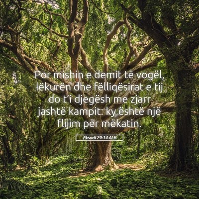 Picture 05 - Eksodi 29:14 ALB - Por mishin e demit të vogël, lëkurën dhe - Bible Verse Picture