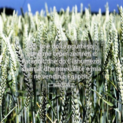 Picture 05 - Eksodi 7:3 ALB - Por unë do ta ngurtësoj edhe më tepër zemrën - Bible Verse Picture