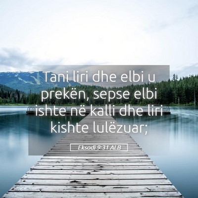 Picture 05 - Eksodi 9:31 ALB - Tani liri dhe elbi u prekën, sepse elbi ishte - Bible Verse Picture