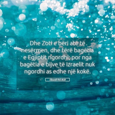 Picture 05 - Eksodi 9:6 ALB - Dhe Zoti e bëri atë të nesërmen, dhe tërë - Bible Verse Picture