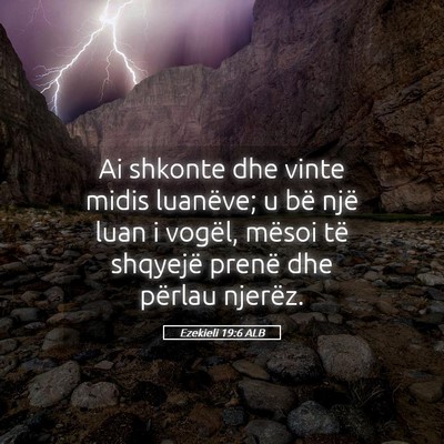 Picture 05 - Ezekieli 19:6 ALB - Ai shkonte dhe vinte midis luanëve; u bë një - Bible Verse Picture