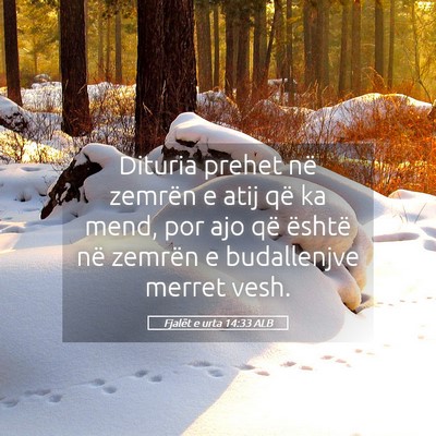 Picture 05 - Fjalët e urta 14:33 ALB - Dituria prehet në zemrën e atij që ka mend, - Bible Verse Picture