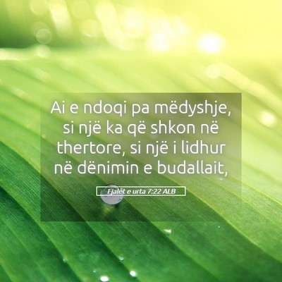 Picture 05 - Fjalët e urta 7:22 ALB - Ai e ndoqi pa mëdyshje, si një ka që shkon në - Bible Verse Picture