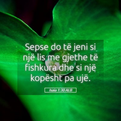 Picture 05 - Isaia 1:30 ALB - Sepse do të jeni si një lis me gjethe të - Bible Verse Picture