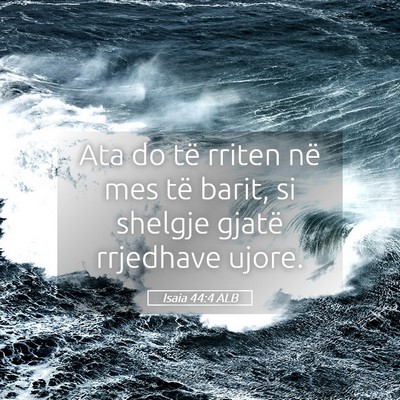 Picture 05 - Isaia 44:4 ALB - Ata do të rriten në mes të barit, si shelgje - Bible Verse Picture