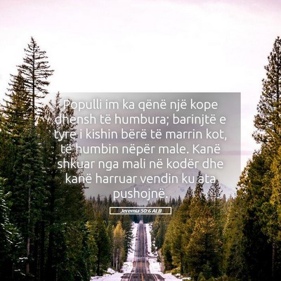 Picture 05 - Jeremia 50:6 ALB - Populli im ka qënë një kope dhensh të - Bible Verse Picture
