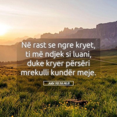 Picture 05 - Jobi 10:16 ALB - Në rast se ngre kryet, ti më ndjek si luani, - Bible Verse Picture