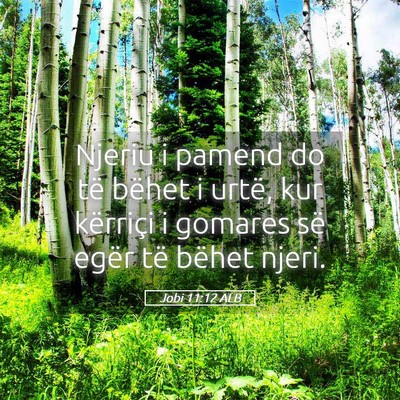 Picture 05 - Jobi 11:12 ALB - Njeriu i pamend do të bëhet i urtë, kur - Bible Verse Picture
