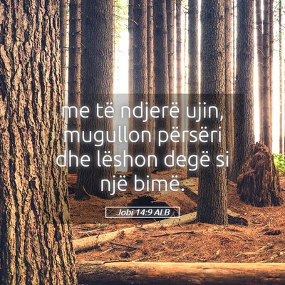 Picture 05 - Jobi 14:9 ALB - me të ndjerë ujin, mugullon përsëri dhe - Bible Verse Picture