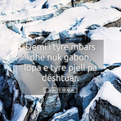 Picture 05 - Jobi 21:10 ALB - Demi i tyre mbars dhe nuk gabon, lopa e tyre - Bible Verse Picture