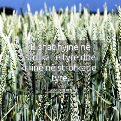 Picture 05 - Jobi 37:8 ALB - Bishat hyjnë në strukat e tyre dhe rrinë në - Bible Verse Picture