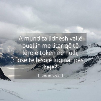 Picture 05 - Jobi 39:10 ALB - A mund ta lidhësh vallë buallin me litar që - Bible Verse Picture