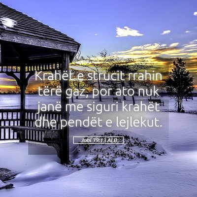 Picture 05 - Jobi 39:13 ALB - Krahët e strucit rrahin tërë gaz, por ato nuk - Bible Verse Picture