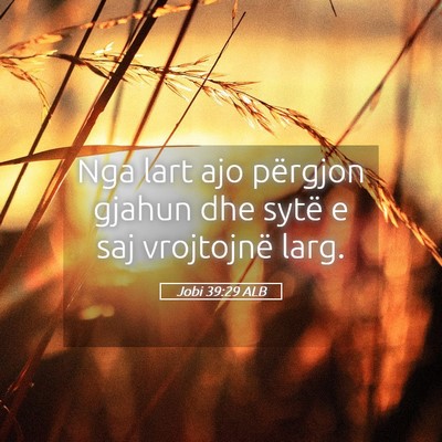 Picture 05 - Jobi 39:29 ALB - Nga lart ajo përgjon gjahun dhe sytë e saj - Bible Verse Picture