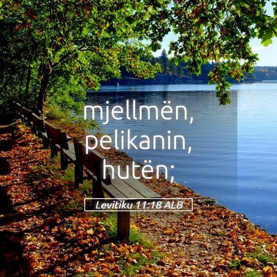 Picture 05 - Levitiku 11:18 ALB - mjellmën, pelikanin, - Bible Verse Picture